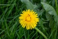 Ants crawl on a yellow dandelion flower. Dandelion on the background of green grass. The concept of spring and summer