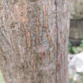 ants crawling on a big tree Royalty Free Stock Photo