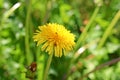 Ants crawling on a dandelion