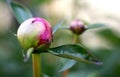 Ants crawling on a peony bud in the spring. Royalty Free Stock Photo