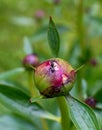 Ants crawling on a peony bud Royalty Free Stock Photo