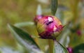 Ants crawling on a peony plant Royalty Free Stock Photo