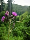 ants crawling on a pink flower in a meadow Royalty Free Stock Photo