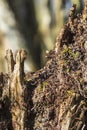 Ants crawling on a tree stump on a sunny spring day Royalty Free Stock Photo