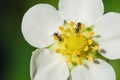 Ants crawling on a white flower Royalty Free Stock Photo