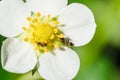 Ants crawling on a white flower Royalty Free Stock Photo