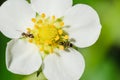 Ants crawling on a white flower Royalty Free Stock Photo