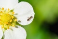 Ants crawling on a white strawberry flower Royalty Free Stock Photo