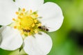 Ants crawling on a white strawberry flower Royalty Free Stock Photo