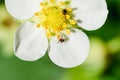 Ants crawling on a white strawberry flower Royalty Free Stock Photo