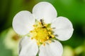 Ants crawling on a white strawberry flower Royalty Free Stock Photo