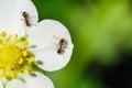 Ants crawling on a white strawberry flower Royalty Free Stock Photo