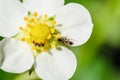 Ants crawling on a white strawberry flower Royalty Free Stock Photo