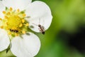 Ants crawling on a white strawberry flower Royalty Free Stock Photo
