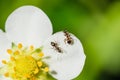 Ants crawling on a white strawberry flower Royalty Free Stock Photo