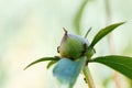 Ants creep over the young bud of the peony Royalty Free Stock Photo