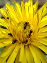 Ants and Dandelion Flower