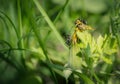 Ants on dandelion flower. Royalty Free Stock Photo