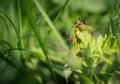 Ants on dandelion flower.