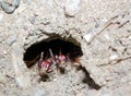 Ants digging their nest Royalty Free Stock Photo