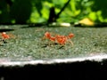Red ants while doing physical activity Royalty Free Stock Photo