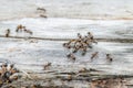 Ants in their natural environment Royalty Free Stock Photo