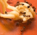 Ants eat noodles on wooden background Royalty Free Stock Photo