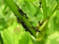Ants eat aphids Royalty Free Stock Photo
