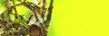Ants eat aphids. Several ants hunt aphids on the leaves of the tree. Panoramic shot with space to insert text or design. Royalty Free Stock Photo