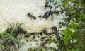 ants eat bread macro Royalty Free Stock Photo