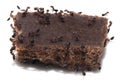 Ants eat candy. macro Royalty Free Stock Photo