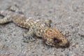 Ants eat the dead geckos