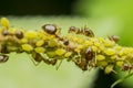 Ants Eating Aphids Royalty Free Stock Photo