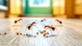 Ants eating bait on kitchen countertop, pest control problem Royalty Free Stock Photo