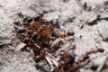 Ants eating big hair caterpilar Royalty Free Stock Photo