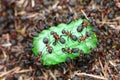 Ants eating candy Royalty Free Stock Photo