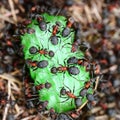 Ants eating candy