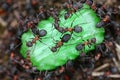 Ants eating candy Royalty Free Stock Photo