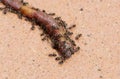 Ants eating the corpse of a ringed earthworm, close-up, selective focus. Royalty Free Stock Photo