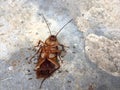 Ants eating dead cockroach. Royalty Free Stock Photo