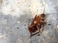 Ants eating dead cockroach. Royalty Free Stock Photo