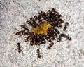 Ants eating honey Royalty Free Stock Photo