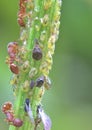 Ants eating the honeydew produced by aphids Royalty Free Stock Photo