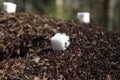 Ants eating sugar in the forest Royalty Free Stock Photo