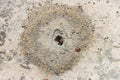 Ants entering and exiting a hole in the ground