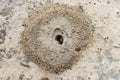 Ants entering and exiting a hole in the ground