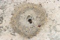 Ants entering and exiting a hole in the ground