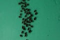 Ants are eusocial insects of the family Formicidae and, along with the related wasps and bees, Royalty Free Stock Photo