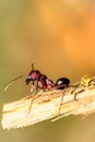 Ants are eusocial insects of the family Formicidae Royalty Free Stock Photo