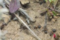 Ants - Everyone is busy with their business